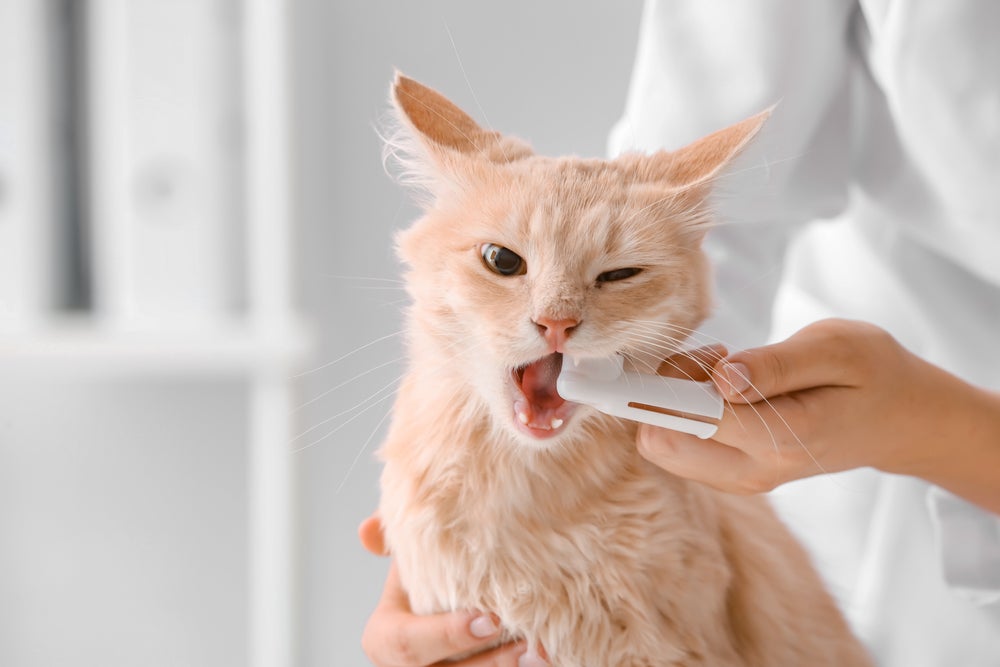dono escovando dentes de gato