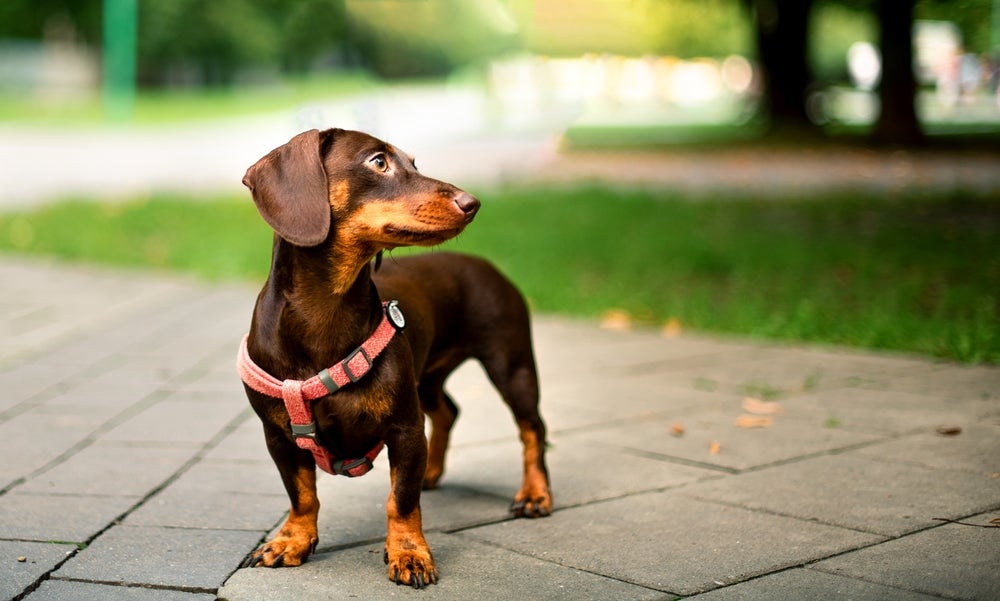 espondilose canina: cachorro Dachshund na rua