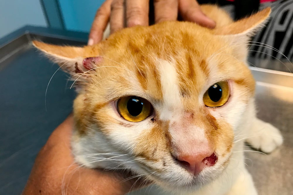 gato com esporotricose com feridas no rosto