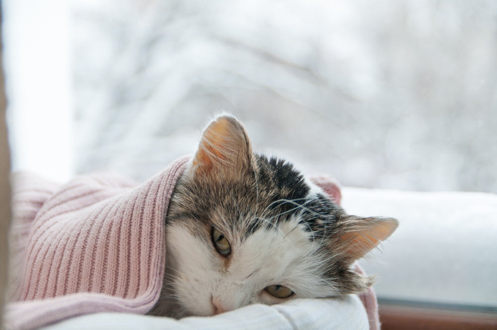 esporotricose felina: gato doente deitado