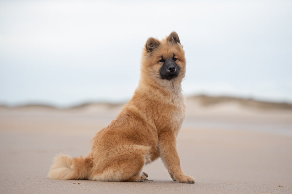 cachorro eurasier sentado na praia