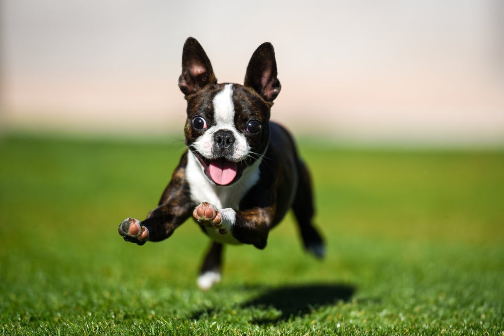 expectativa de vida do cachorro: cão correndo ao ar livre
