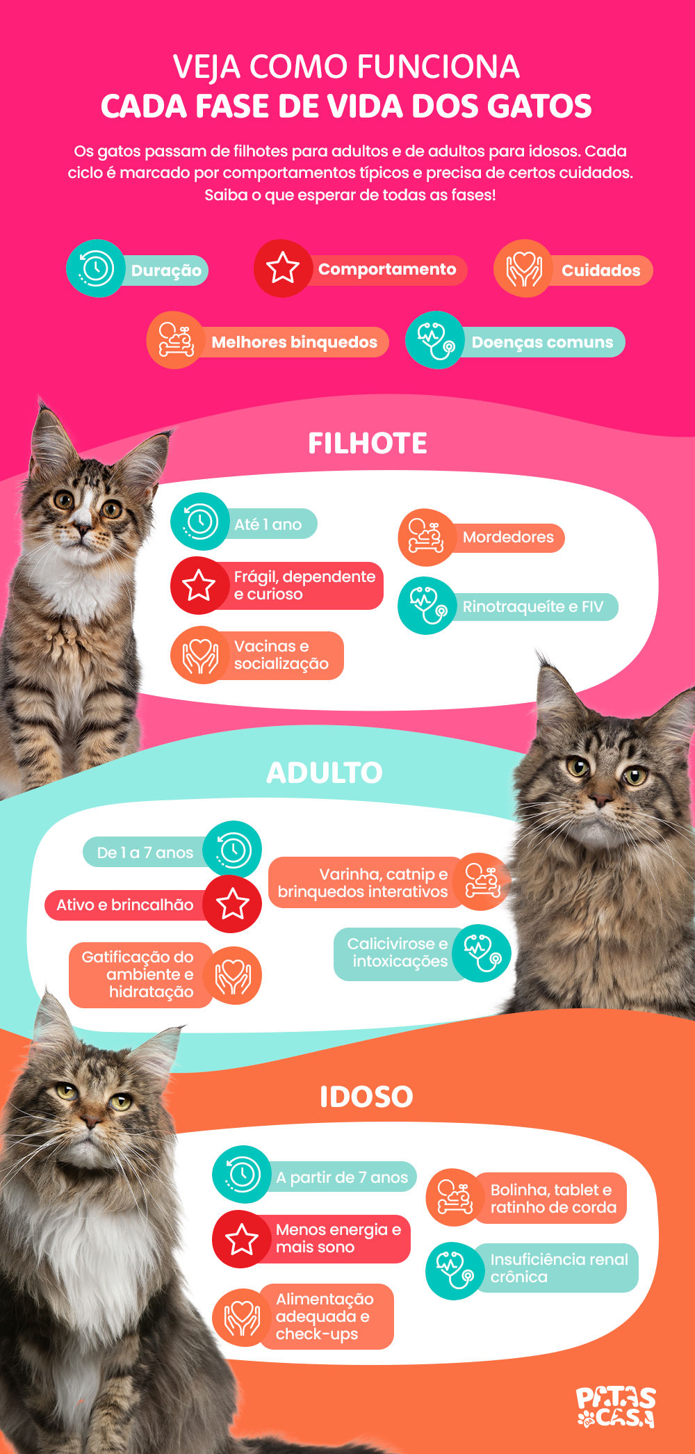 infográfico mostrando as fases de vida de um gato