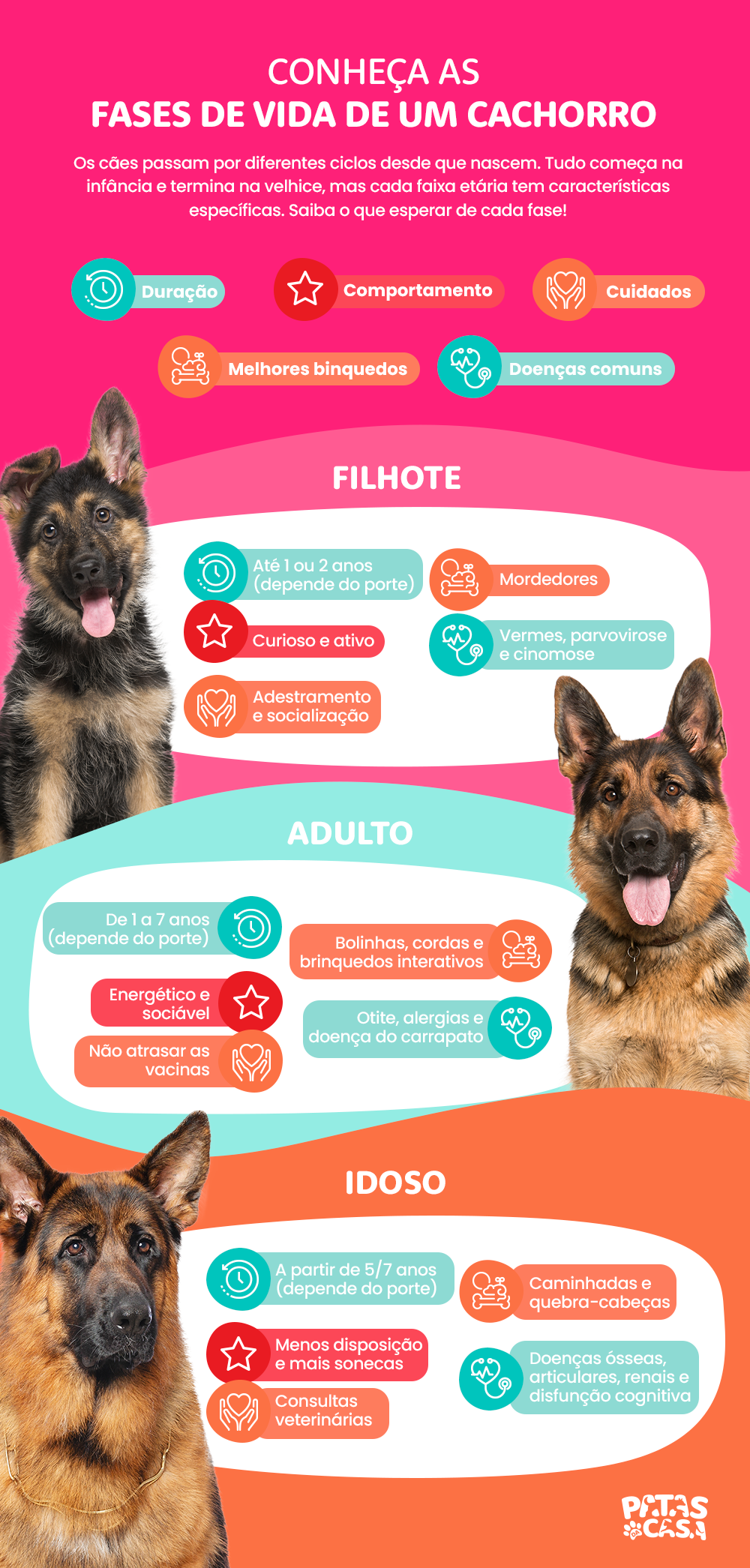 Infográfico com as fases de vida de um cachorro