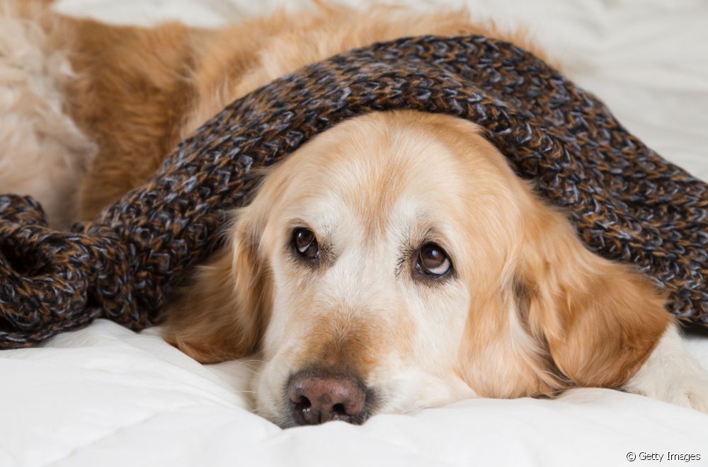 Febre em cachorro que está debaixo das cobertas