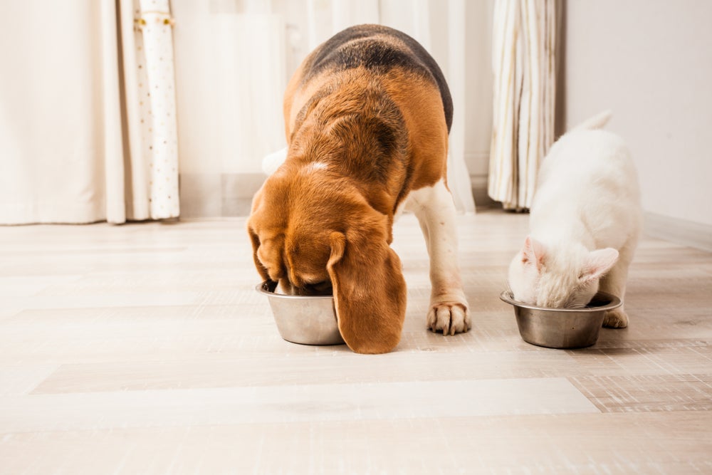 fenda palatina em cães e gatos: cachorro e gato comendo ração