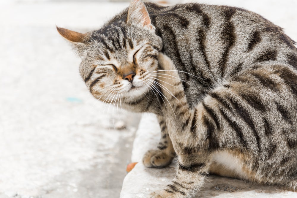 feridas em gatos: gato coçando a pelagem