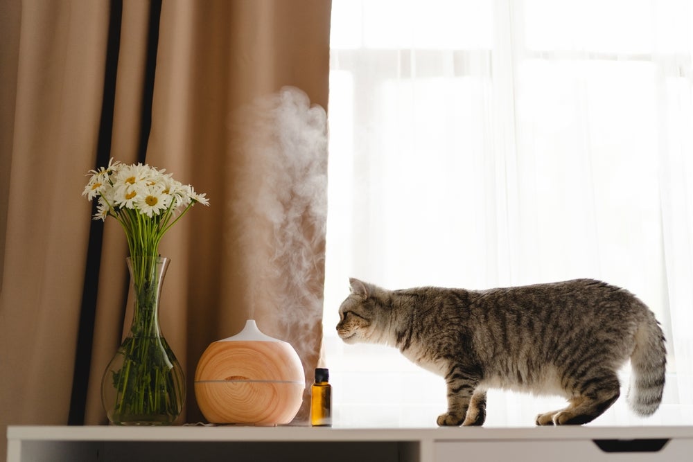feromônio para gatos: gato em casa com purificador de feromônio
