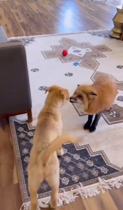 filhote de cachorro cheirando raposa