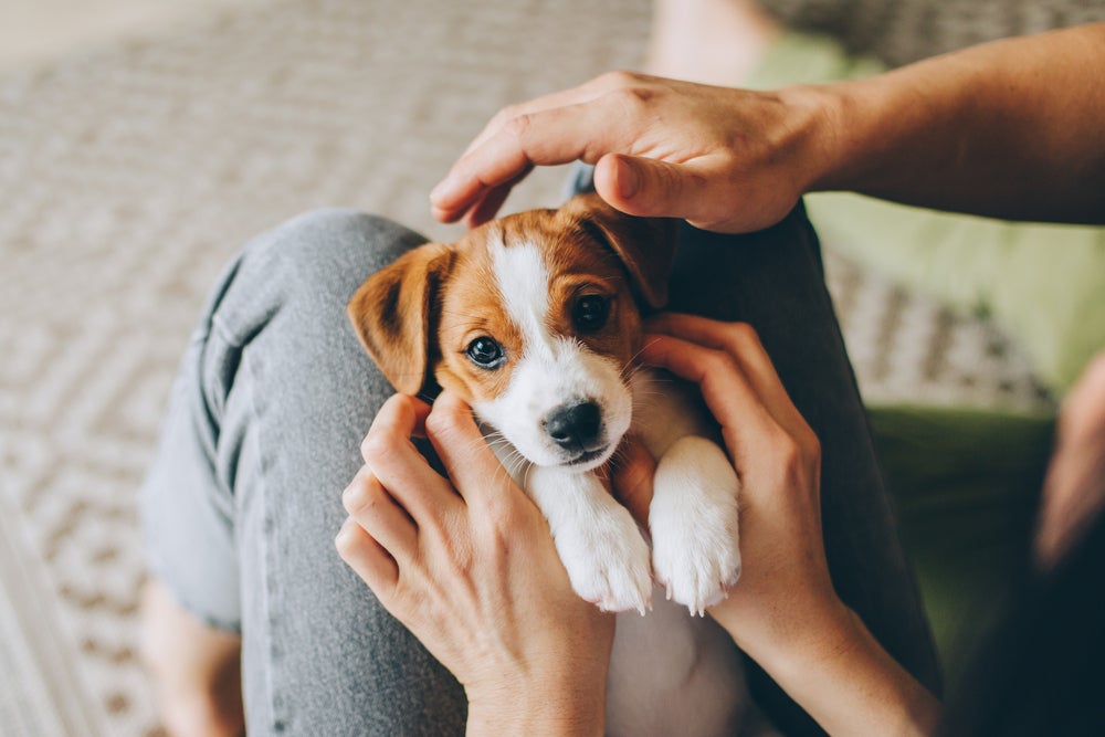 filhote de cachorro recebendo carinho do dono