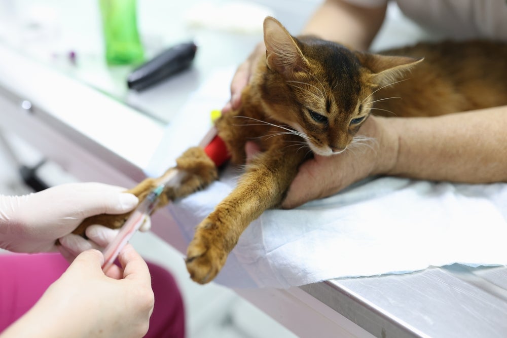 fiv e felv felina: gato fazendo exame de sangue