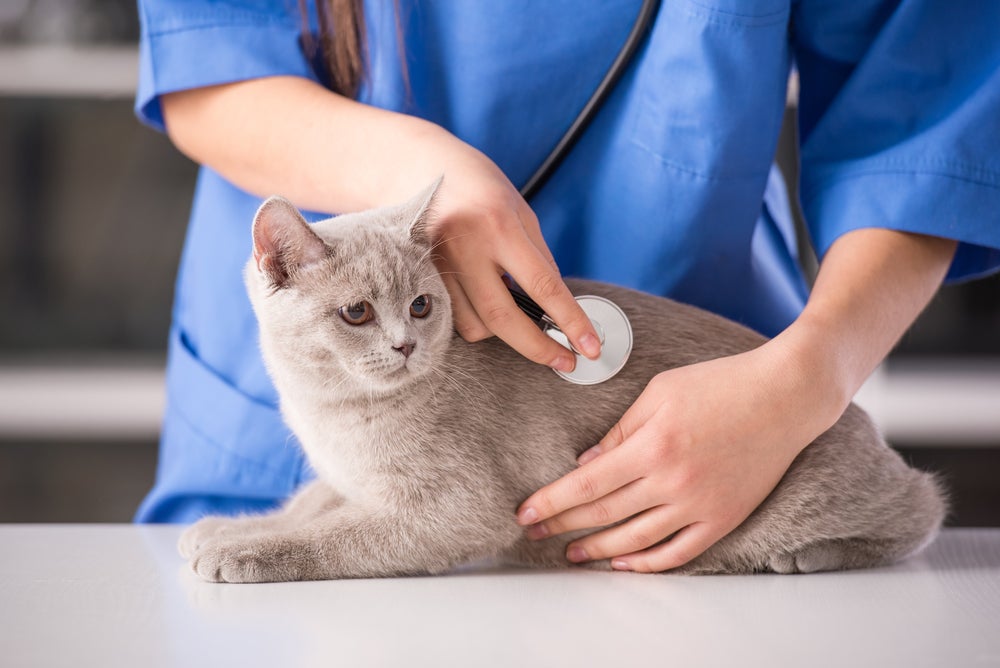 FIV felina: gato sendo examinado no veterinário