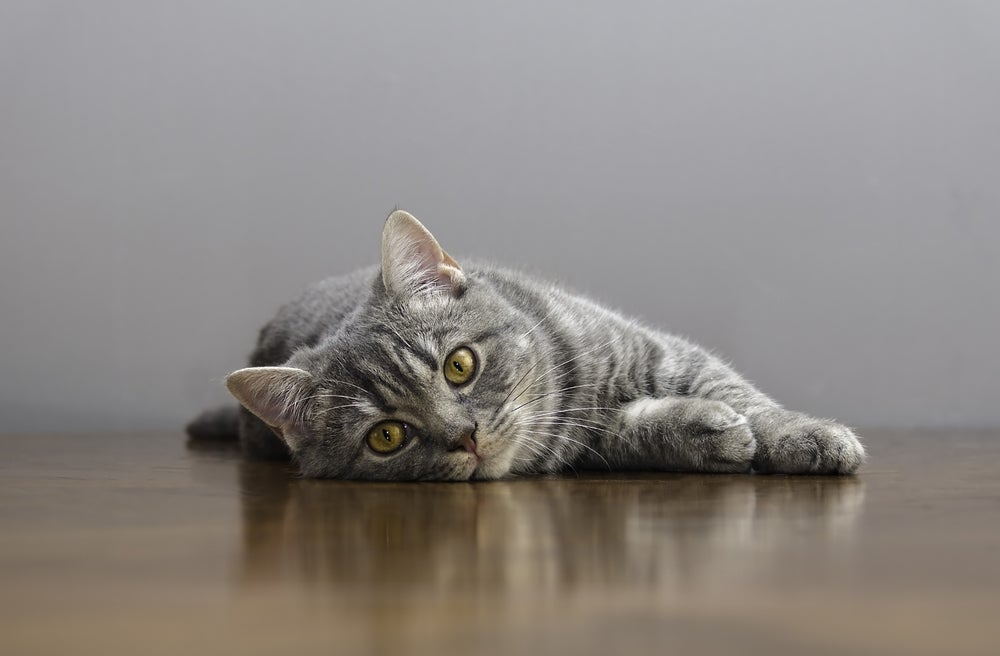 fiv felina: gato deitado no chão