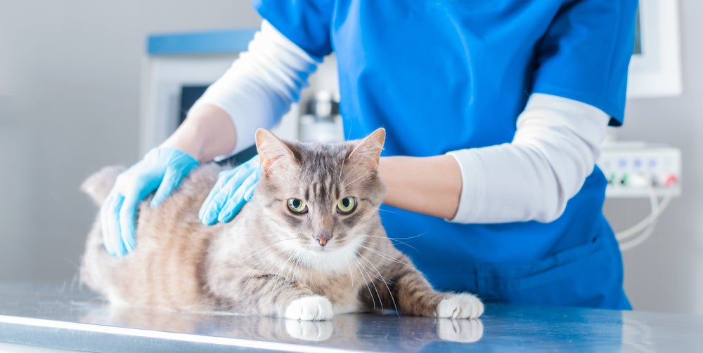 fluidoterapia em gatos: gato no veterinário