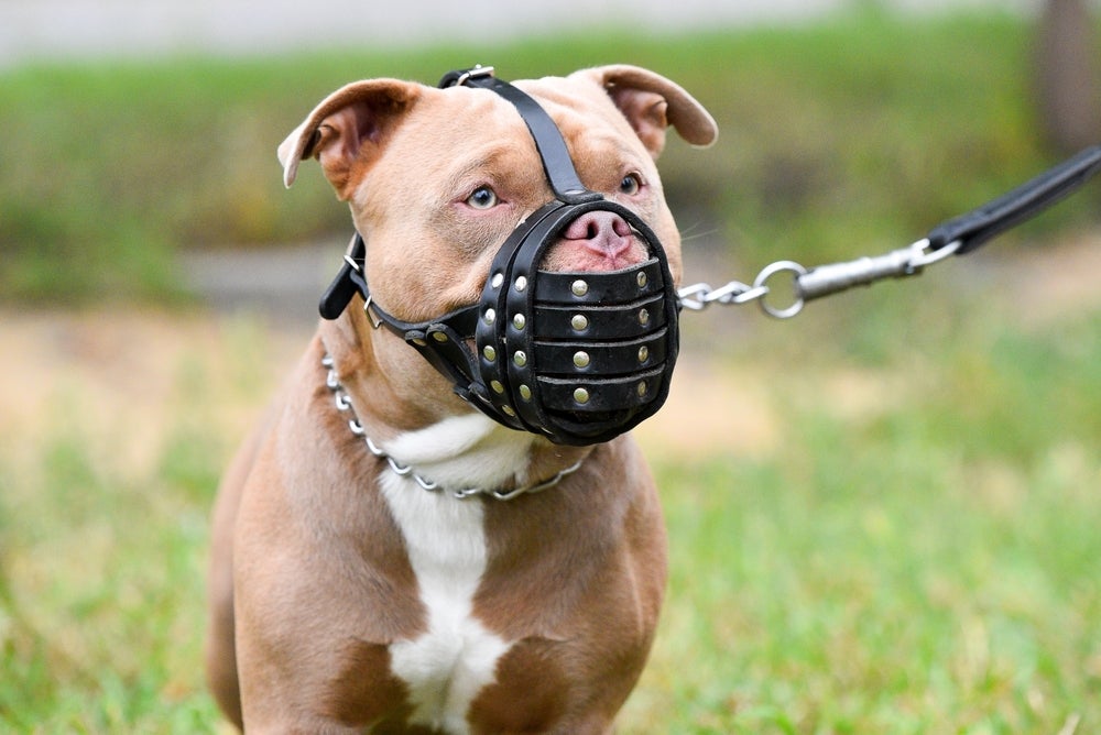 pitbull usando focinheira para cachorro