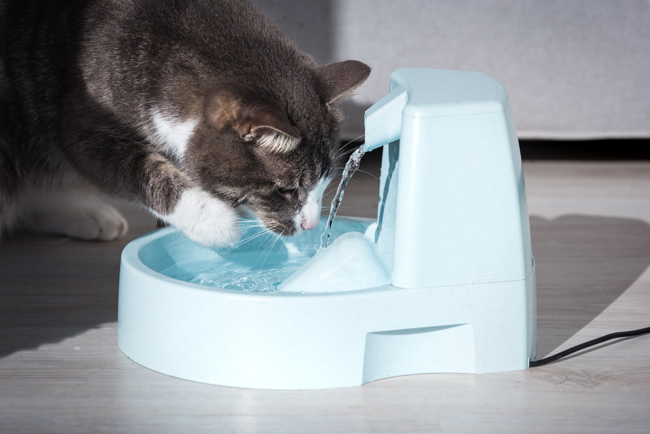 Gato cinza escuro e branco bebendo água em fonte/bebedouro azul claro
