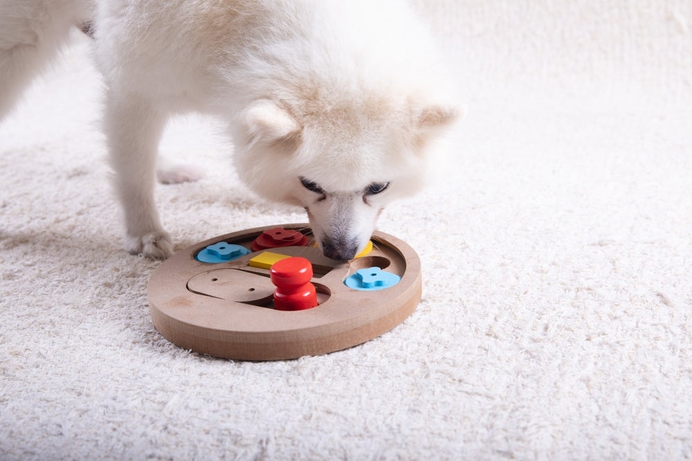 cachorro com quebra-cabeças fazendo forrageamento