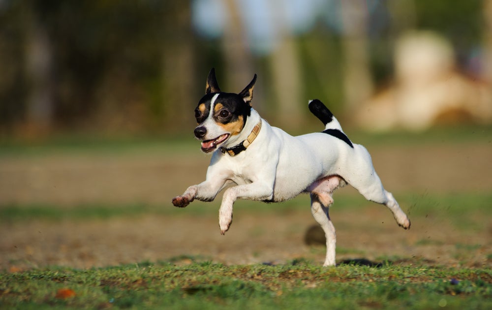 fox terrier correndo