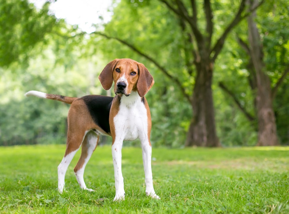 cachorro foxhound na grama