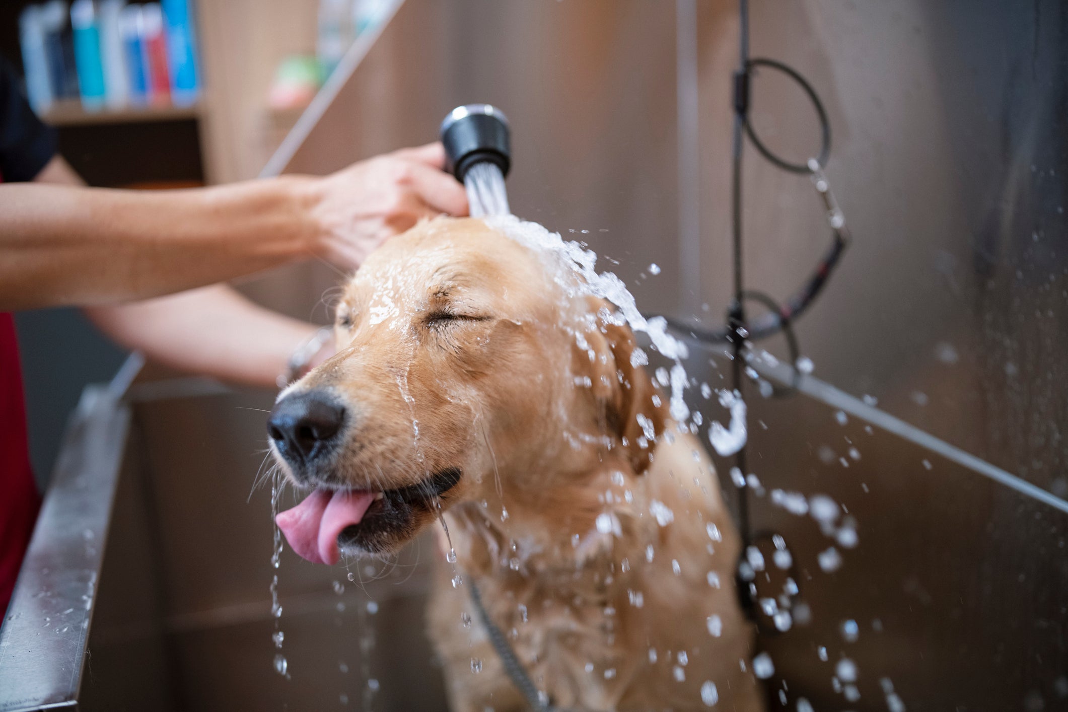 Cachorro amarelo recebendo ducha de água de humano de olhos fechados e língua para fora