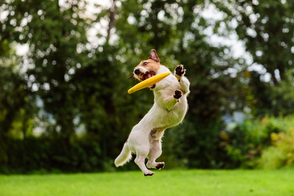cachorro brincando com frisbee para cachorro