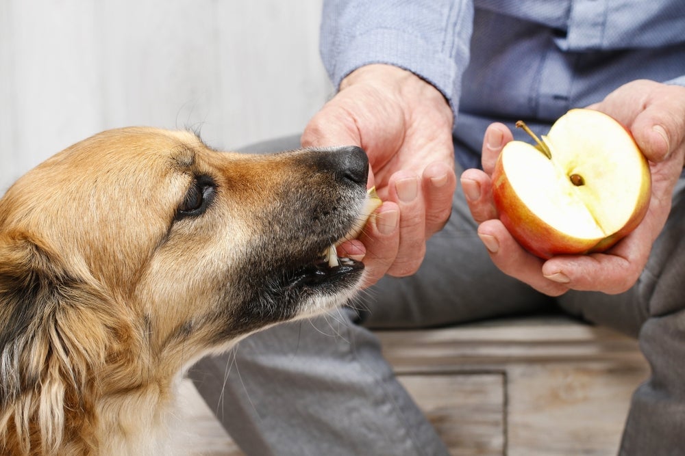 Cachorro comendo uma maçã