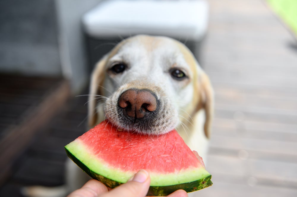 frutas para cachorro: cão comendo melancia