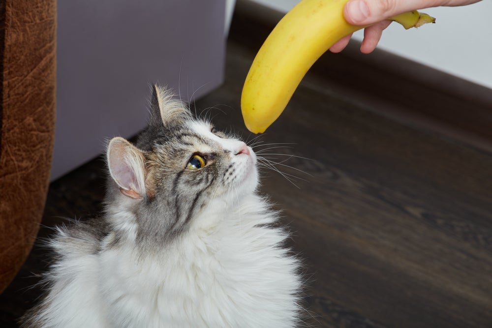 frutas para gato: dono oferecendo banana ao gato