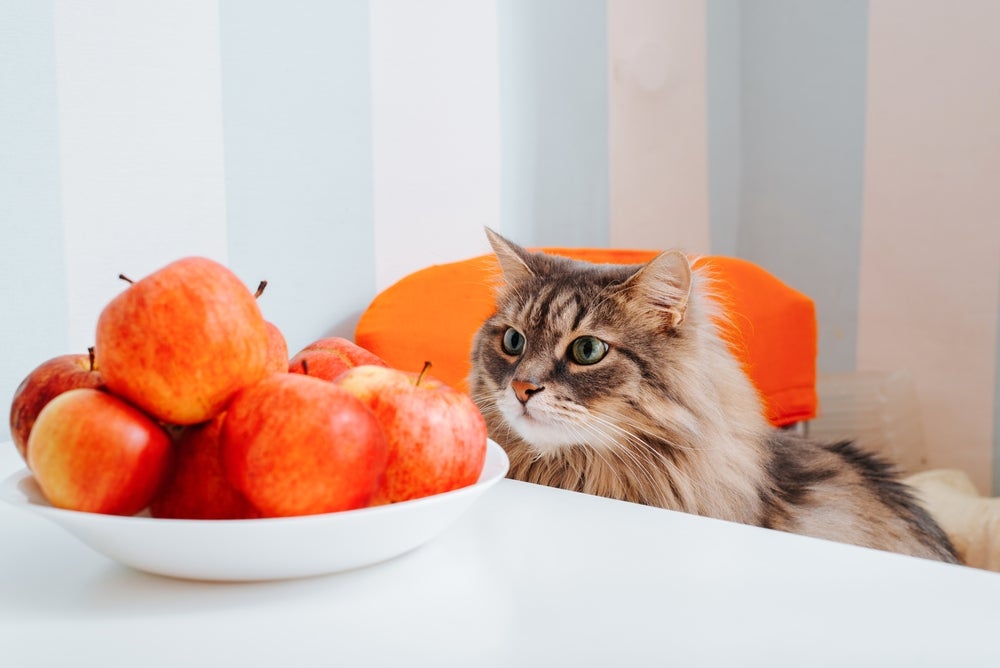 frutas para gatos: gato olhando maçãs