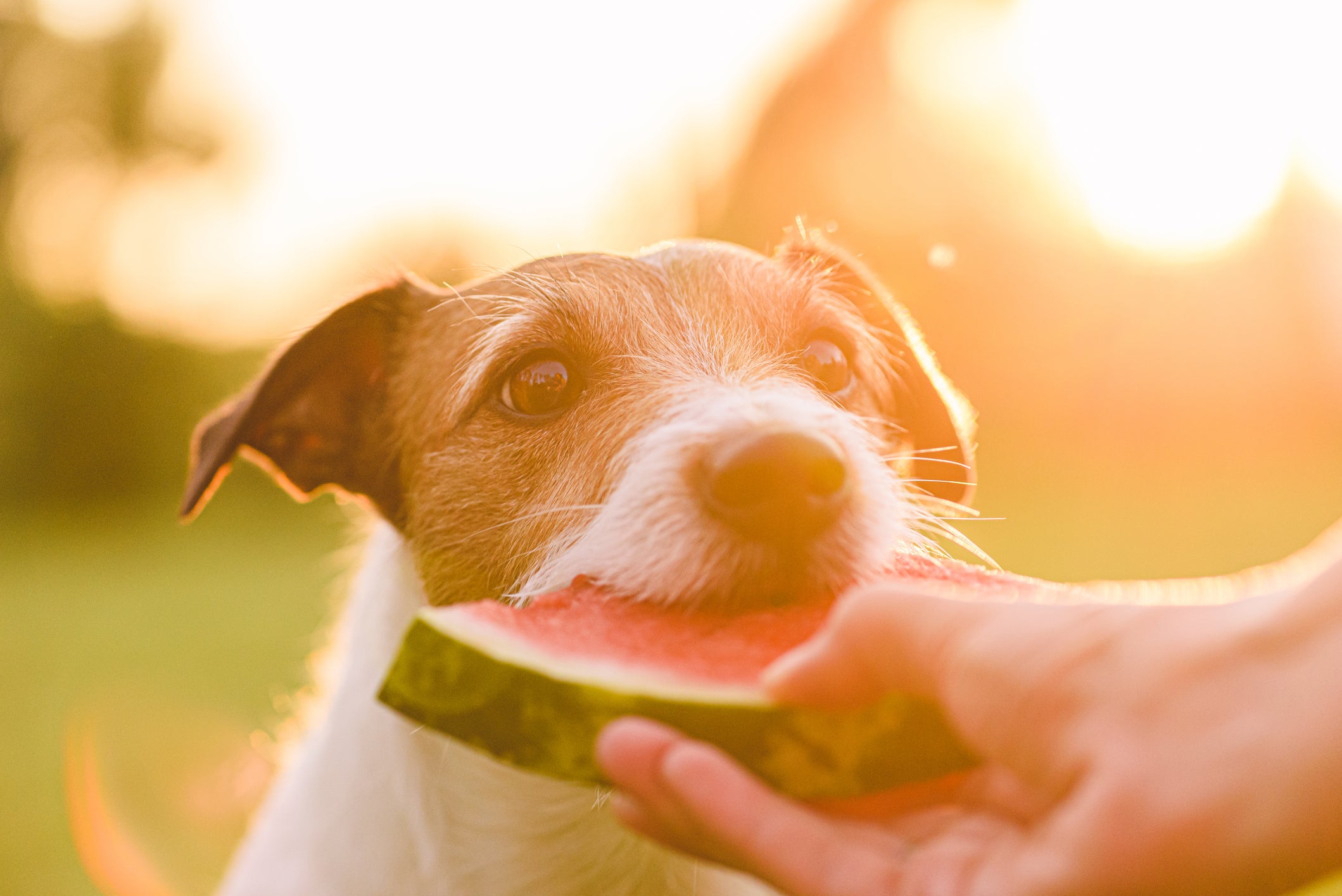 Cachorro comendo melancia da mão de humano
