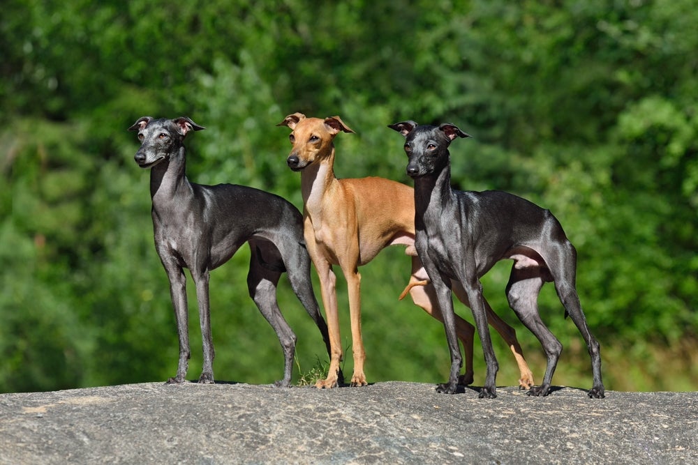 três cães galguinho italiano em cima de pedra