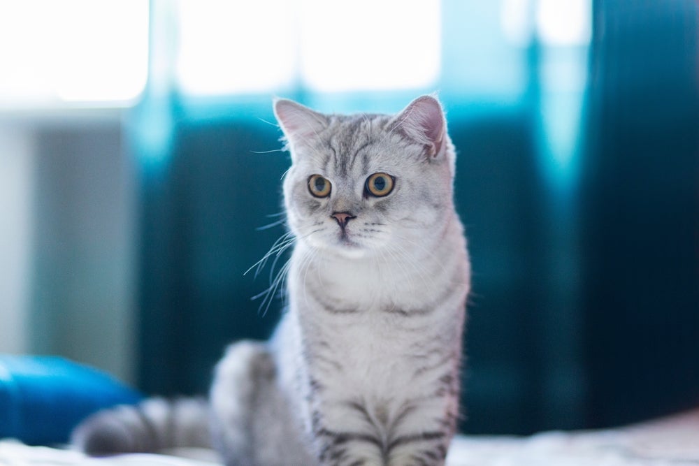 gangliosidose: gato cinza em pé olhando para o lado