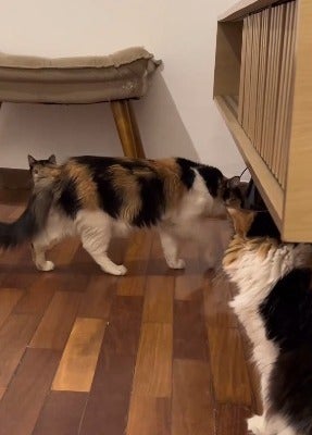 Gata tricolor entrando debaixo de móvel de madeira enquanto outro gato da mesma cor a observa
