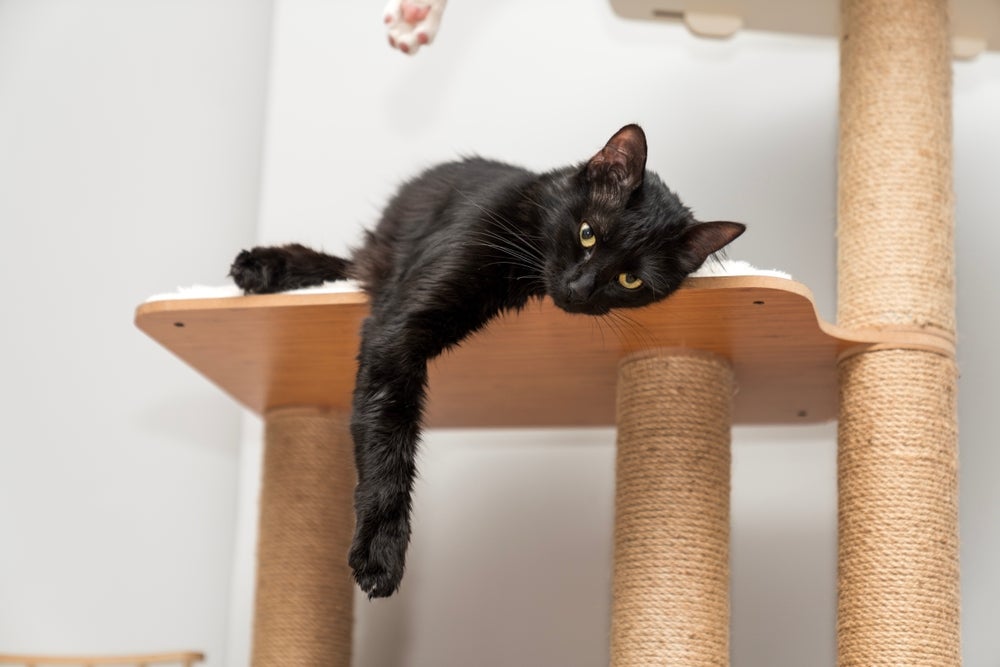 gatificação do ambiente: gato em cima do arranhador para gatos