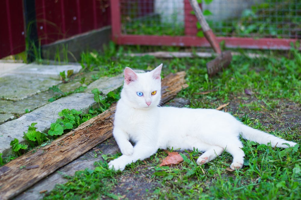 gato albino deitado no quintal