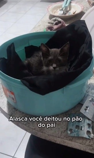 Gato amassando pãozinho dentro de uma bacia