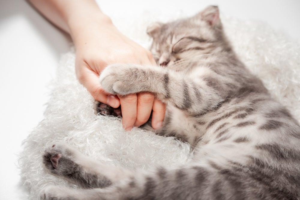 gato amassando pãozinho: gato fazendo carinho na mão de pessoa