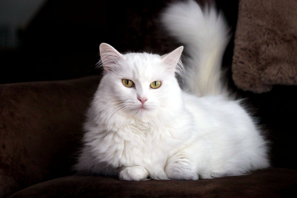 gato angorá turco branco