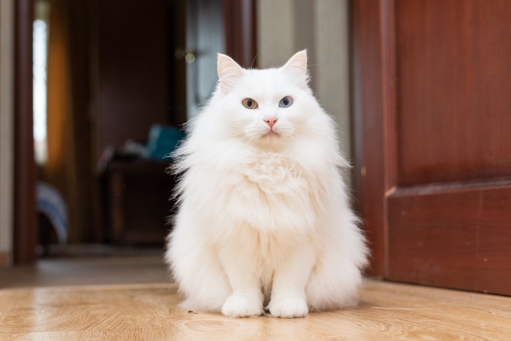 gato angorá dentro de casa