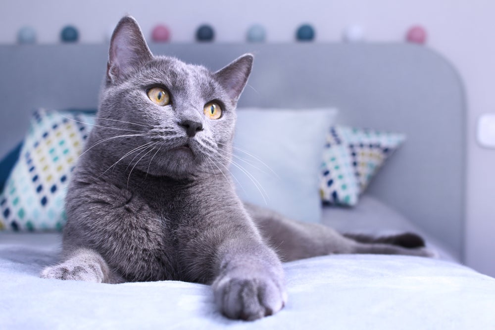 gato azul russo no quarto