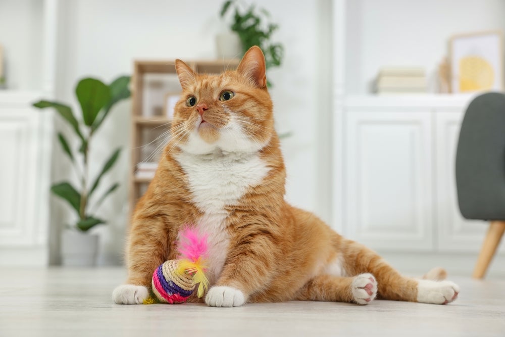 gato laranja sentado brincando com uma bolinha para gato