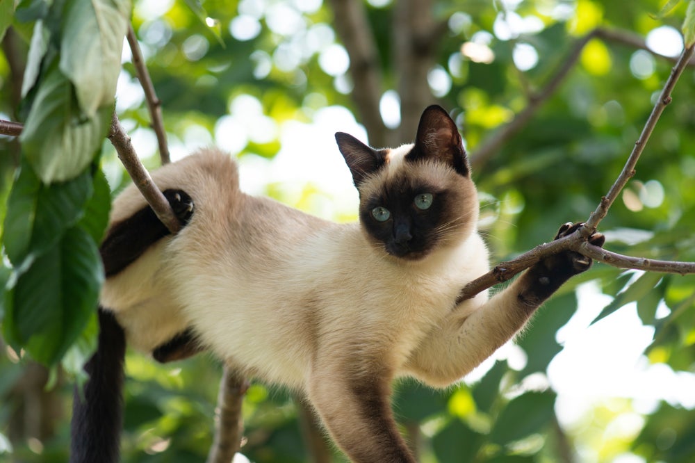 gato siamês pendurado em galho de árvore