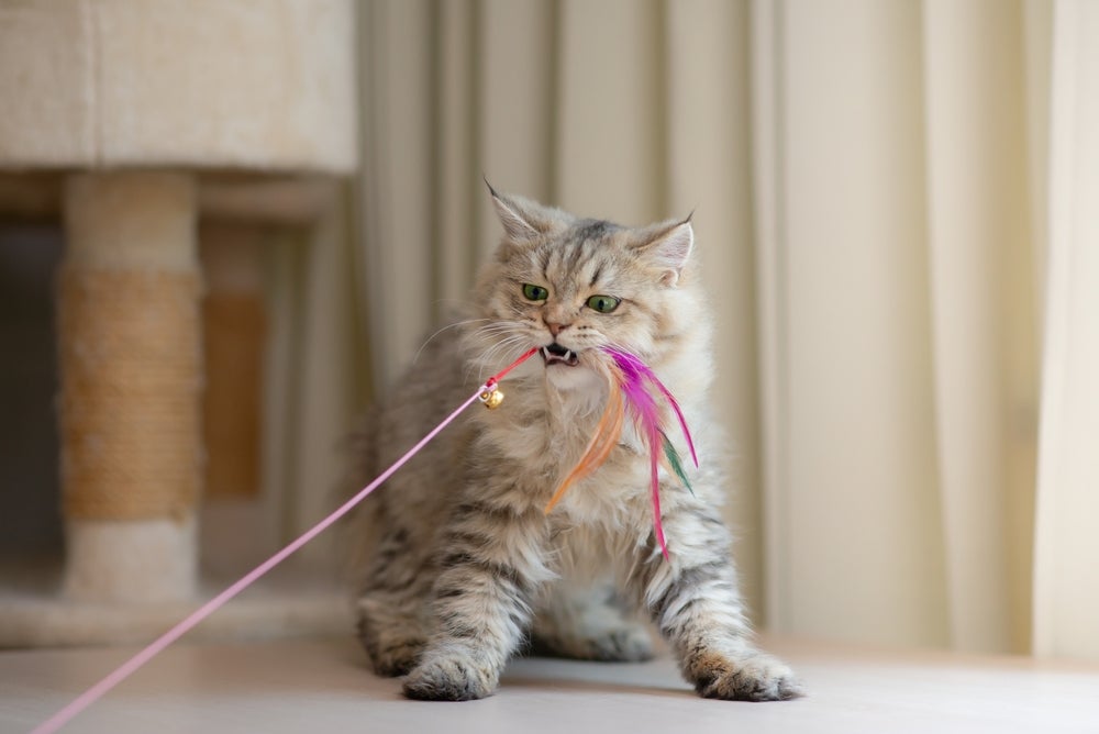 Gato persa brincando com uma varinha para gato 