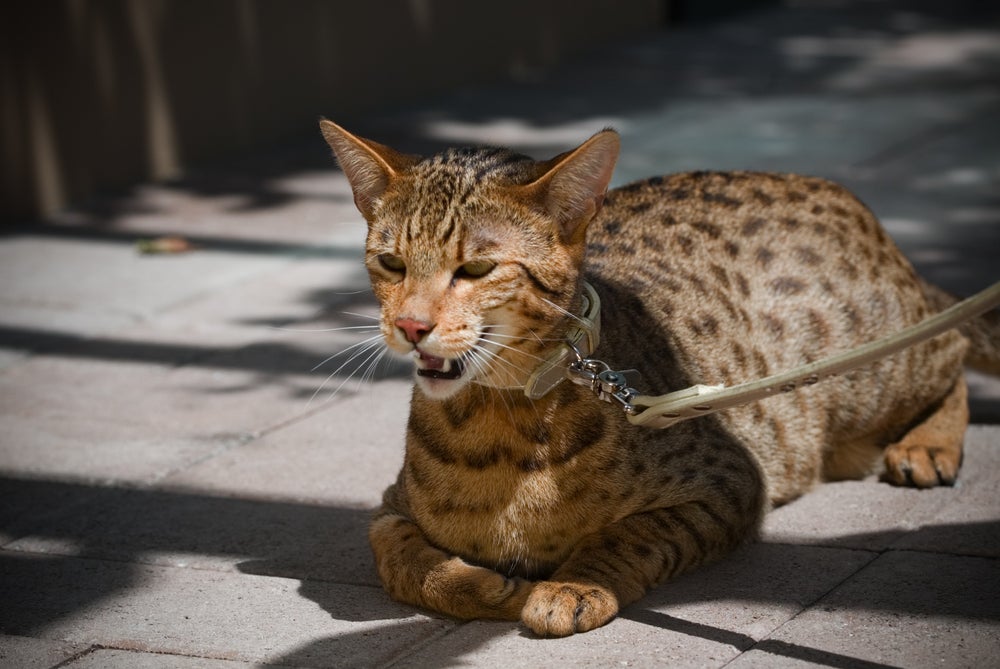gato Savannah deitado em calçada usando uma coleira para gato