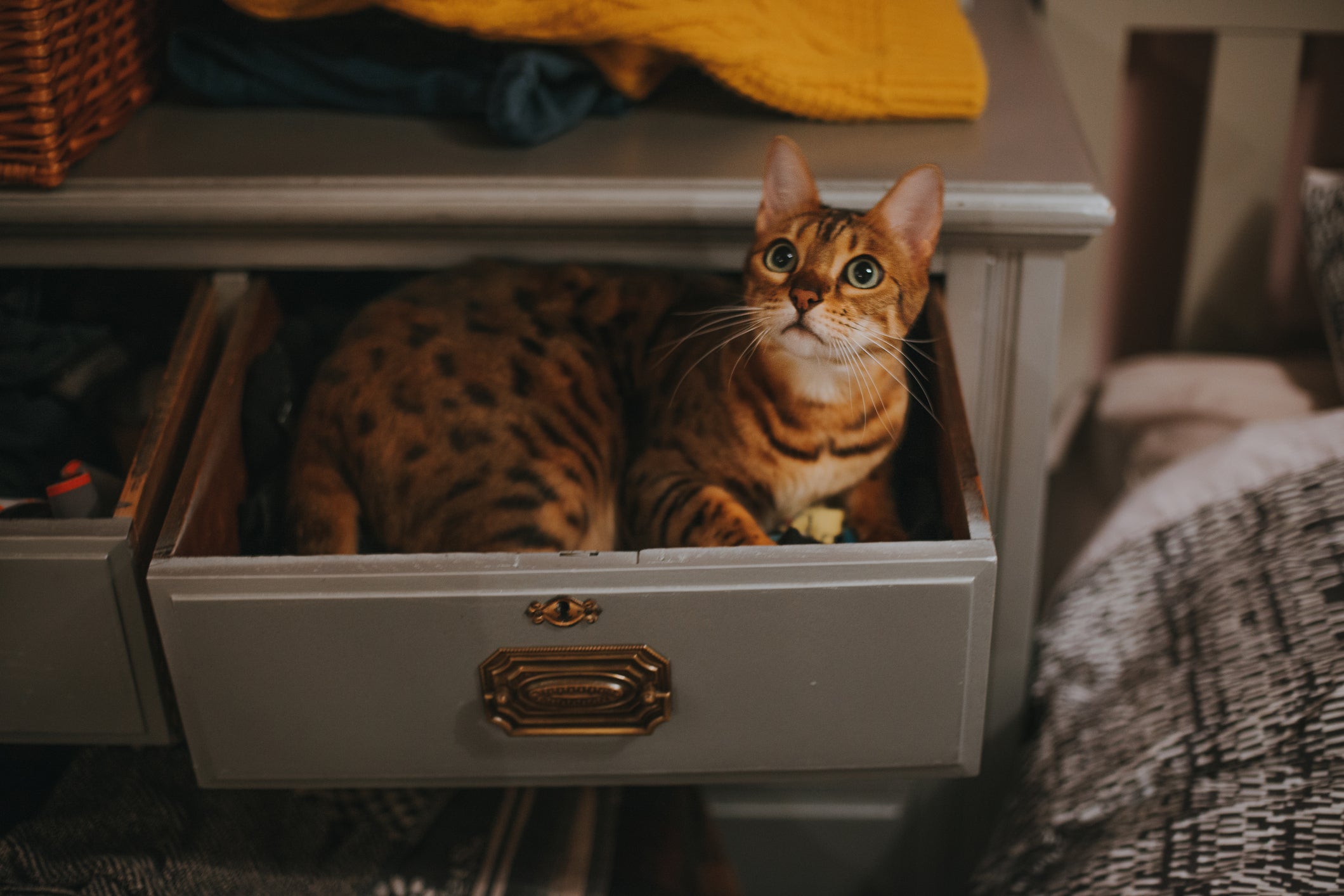 gato bengal deitado dentro da gaveta de uma mesa de cabeceira