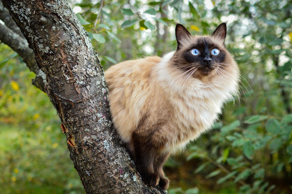 gato balinês em cima da árvore