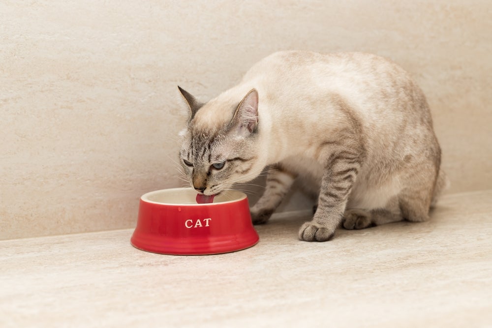 gato bebendo água no potinho