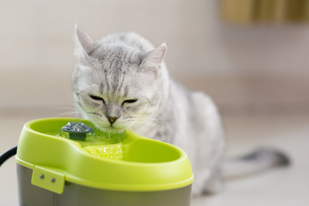 gato bebendo água na fonte de água para gatos