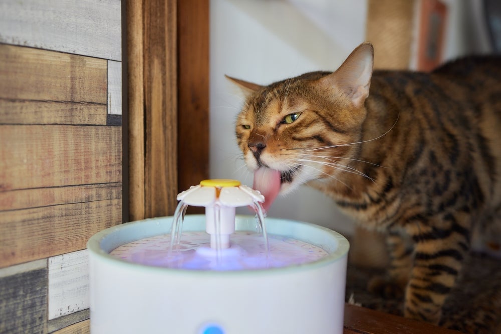 gato bebendo água na fonte de água para gatos