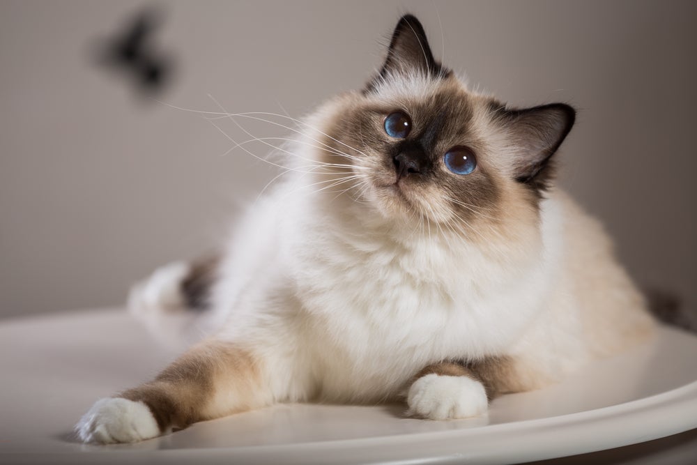 gato birmanês em casa